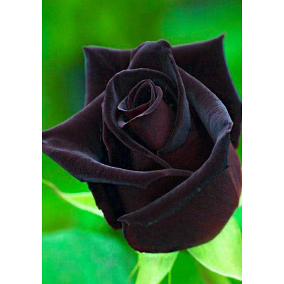 Роза чайно-гибридная Блек меджик